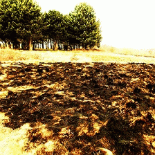 Living Monstrosity : Vengeance Living Monstrosity : Vengeance